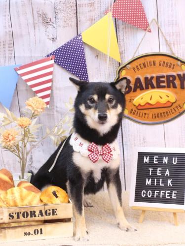 20240927小町ちゃん